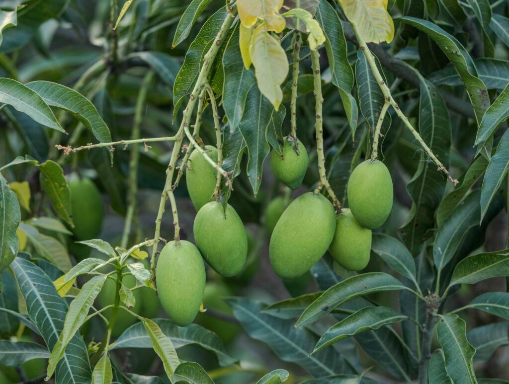 Myanmar- Mango